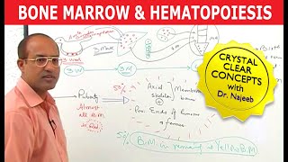 Bone Marrow and Hematopoiesis  Blood Cells Formation [upl. by Kessel]