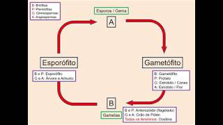 Dicas  Ciclo de vida geral das plantas [upl. by Milka]