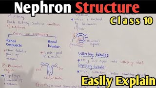 Nephron Structure And Functions  Bowmans Capsule  Glomerulus  Class 10 Biology [upl. by Nnagrom77]