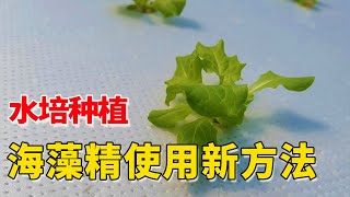 海藻精使用新方法，水培种植使用，生根促长效果更明显【付老师种植技术团队】 [upl. by Bethesde]