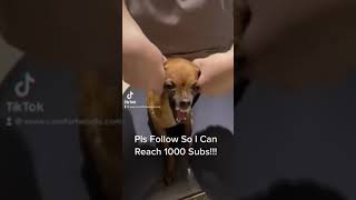 Chihuahua Sounds Like A Motorcycle [upl. by Tnafni294]