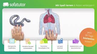 Zentrales und peripheres Nervensystem einfach erklärt – Biologie 7  10 Klasse [upl. by Cartwright]