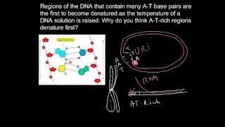 AT rich islands of DNA [upl. by Elwee]