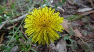 Wild Edible Plants in your Backyard HD [upl. by Coppinger637]