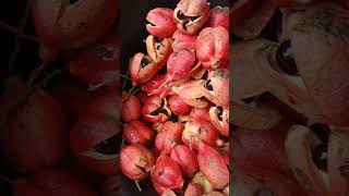 ackee food natural jamaica vairalvideo [upl. by Nywroc]