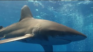 Oceanic whitetip sharks attack SMB at Elphinstone reef [upl. by Gordy322]