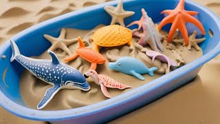 Wonders of Fish Adventure Pufferfish Seahorse Seaturtle Eel Goldfish dolphin shark starfish [upl. by Ahsenik]