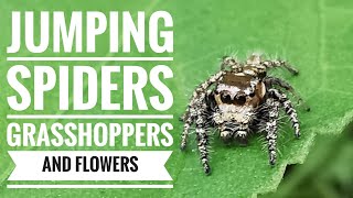 Jumping spiders Grasshoppers and Flowers COJIsland [upl. by Hijoung]