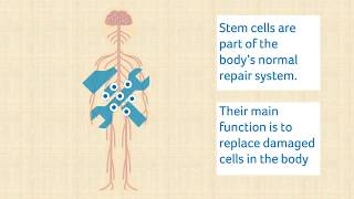 Stem cell treatment in MS  an introduction [upl. by Rumney]