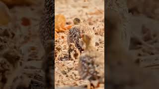 sandgrouse risk and bring water for chicks shorts [upl. by Astrahan]