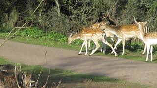 Hertenfluisteraar bekritiseert nutteloze wildroosters quotGeeft de provincie hier geld aan uitquot [upl. by Asli]