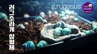 러그 소라게 입양 뽐뿌 hermit crab  Crugosus [upl. by Siaht]