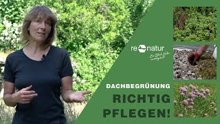 Dachbegrünungen richtig pflegen  von der Fertigstellungspflege bis zur Unterhaltungspflege [upl. by Vanden]