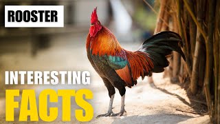 What Are the Most Interesting Facts About Rooster  Interesting Facts  The Beast World [upl. by Friedlander]