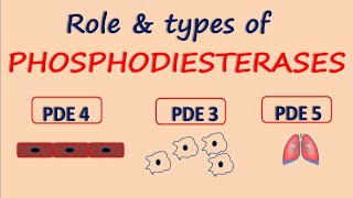 Phosphodiesterases  Role and Types  PDE5 PDE4 amp PDE3 [upl. by Daye56]