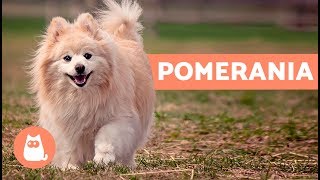 Volpino di Pomerania storia e caratteristiche – Cani PICCOLI adorabili [upl. by Nollahs]