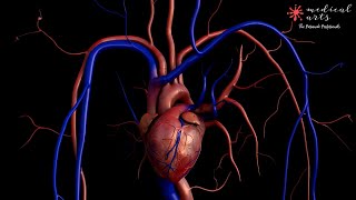 3D Beating heart animation [upl. by Asilim]