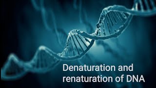 Denaturation and renaturation of DNA Factors affect DNA denaturation and renaturation [upl. by Nilla815]