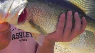 Fishing south Carolina back waters [upl. by Kassi]