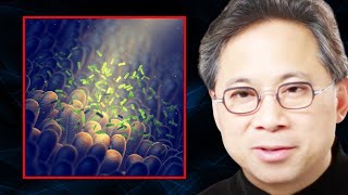 The TOP FOODS to Support a Healthy MICROBIOME  Dr William Li [upl. by Brottman]