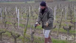 Taille manuelle de la vigne avec un sécateur électrique [upl. by Belac118]