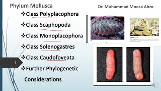 Phylum Mollusca Class Polyplacophora Class Monoplacophora Phylogenetic consideration [upl. by Pip72]