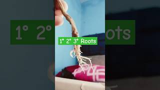 MORPHOLOGY PRACTICAL Primary secondary Tertiary Roots [upl. by Fosque262]