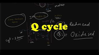 Q cycle in detail  HINDI [upl. by Gapin]