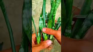 Sansevieria zeylanica snake plant viral [upl. by Nyrak]