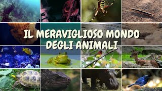 Il Regno degli animali [upl. by Beckie793]