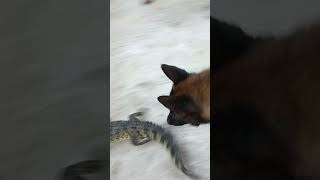 Crocodile running away from a Dog [upl. by Elder825]