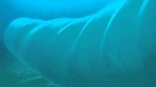 Giant Squid Eggs o Giant Pyrosome Selfseas By Bringas [upl. by Whitson]