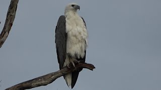 Whitebellied SeaEagle Birds of Australia [upl. by Larred]