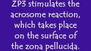 Acrosome Reaction Video [upl. by Aliemaj772]