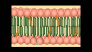 A membrana plasmatica  biologia celular [upl. by Hsakiv187]