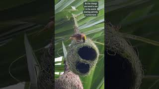 Architects of the Wild Masterpiece in Motion 🐦🏗️ weavers birdnest birdlife [upl. by Juni973]