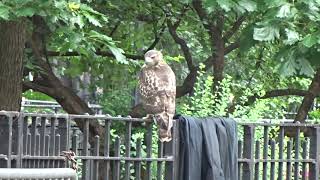 Young redtailed hawk interacting with squirrels in Tompkins Square Park NYC [upl. by Denison]