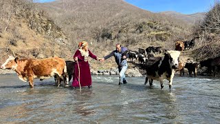 Taking the Cows to the Forest and Giving Salt to the Cows on a Sunny and Pleasant Day [upl. by Ardnalahs817]