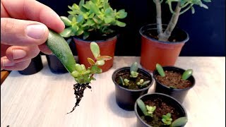 How to grow Jade plant from single Leaf very easy [upl. by Lezirg]