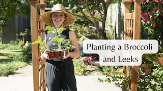 Cleaning up the vegetable garden and planting broccoli and leeks [upl. by Rovner]