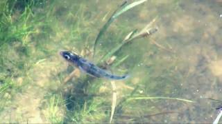 Threespined stickleback and fry Gasterosteus aculeatus [upl. by Nauqaj]