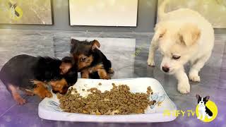 Funny Puppies Food Review 2024  Puppies Eating Homemade Healthy Food  A Review Channel Videos [upl. by Anirtak]