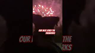 dogs love fireworks [upl. by Semaj]