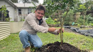 Difference Between Grafted Fruit Tree and Seedling Fruit Tree [upl. by Hyde]