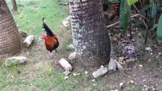 Fighting Cock For Sale  Consolacion Cebu Philippines [upl. by Prasad]