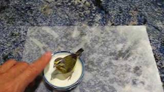 Green Singing Finches with Handels Water Music [upl. by Keeton]