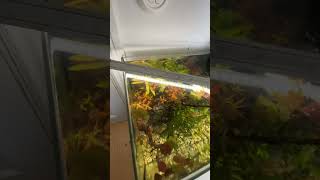 New shrimp tank  MDFishTanks TerrariumDesigns [upl. by Casar]