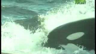 Killer Clips Awesome Whale Attack [upl. by Ecyal]