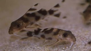 Synodontis Sp Valentiana The Hybrid Valentine Catfish [upl. by Ivan]