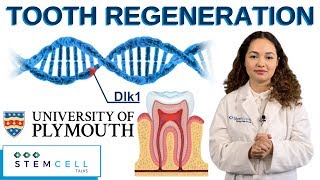 Stem Cells Activate Tooth Regeneration [upl. by Hecker450]